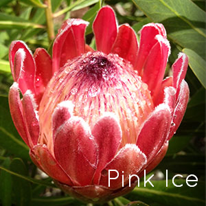 Photo of Pink Ice Protea flower